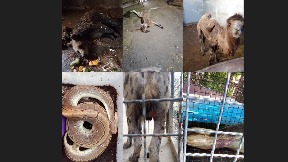 Istraga o stanju Zoo vrta